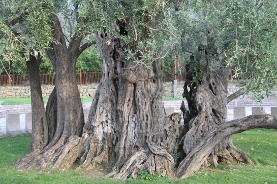 Olea europaea - European olive